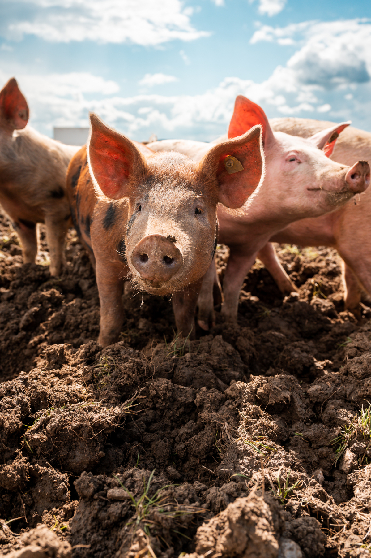 Freilandschweine Schiefer