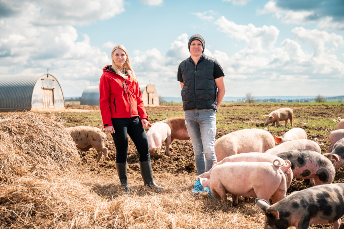 Freilandschweine Schiefer