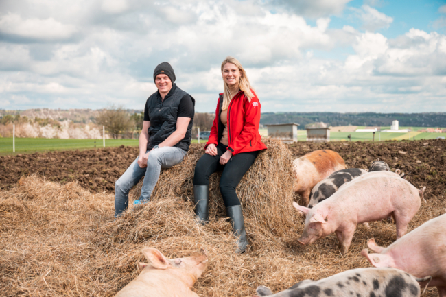 Freilandschweine Schiefer