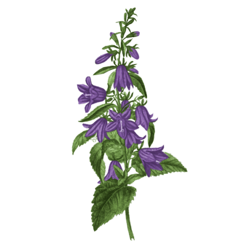 Wildblumen Illustration, Acker-Glockenblume (Campanula rapunculoides) - Ja! Natürlich