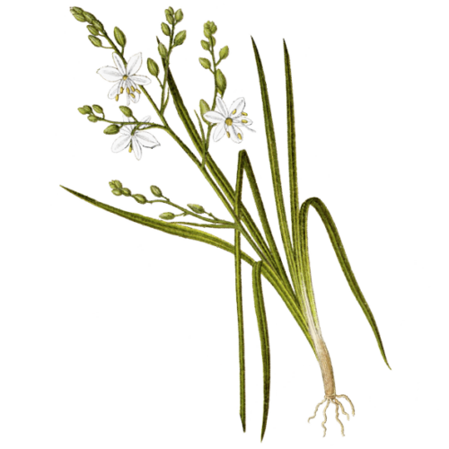Wildblumen Illustration, Ästige Graslilie (Anthericum ramosum) - Ja! Natürlich