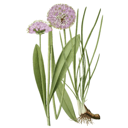 Wildblumen Illustration, Berg-Lauch (Allium lusitanicum) - Ja! Natürlich