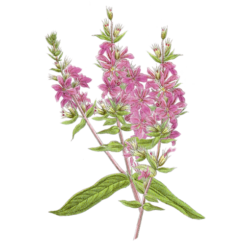 Wildblumen Illustration, Blutweiderich (Lythrum salicaria) - Ja! Natürlich