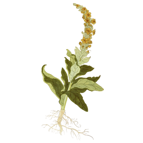 Wildblumen Illustration, Dunkel-Königskerze (Verbascum nigrum) - Ja! Natürlich