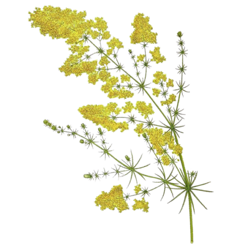 Wildblumen Illustration, Echtes Labkraut (Galium verum) - Ja! Natürlich