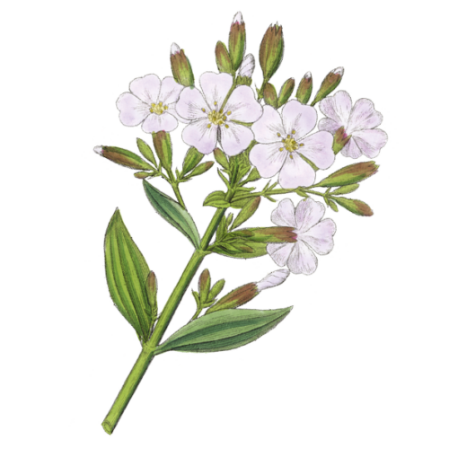 Wildblumen Illustration, Echtes Seifenkraut (Saponaria officinalis) - Ja! Natürlich