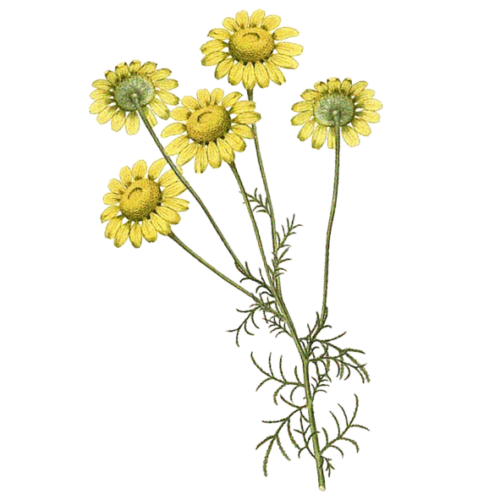 Wildblumen Illustration, Färber-Hundskamille (Anthemis tinctoria) - Ja! Natürlich