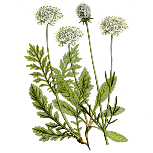 Wildblumen Illustration, Gelbe Skabiose (Scabiosa ochroleuca) - Ja! Natürlich