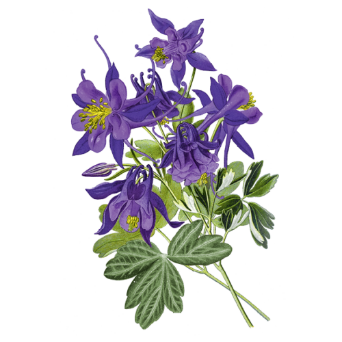 Wildblumen Illustration, Gemeine Akelei (Aquilega vulgaris) - Ja! Natürlich