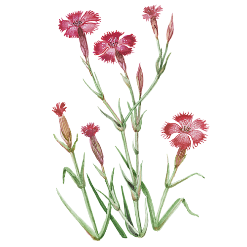 Wildblumen Illustration, Heide-Nelke (Dianthus deltoides) - Ja! Natürlich