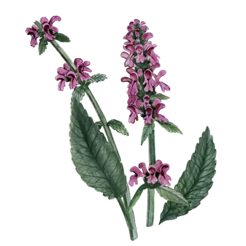 Wildblumen Illustration, Heil Ziest (Betonica officinalis) - Ja! Natürlich
