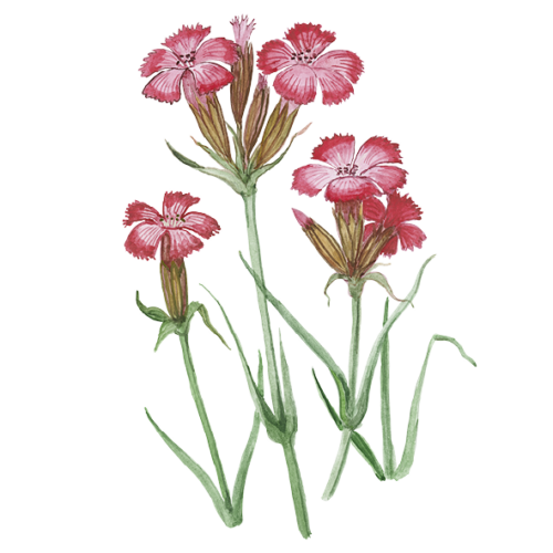 Wildblumen Illustration, Kartäuser Nelke (Dianthus carthusianorum) - Ja! Natürlich