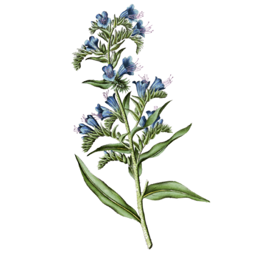 Wildblumen Illustration, Natternkopf (Echium vulgare) - Ja! Natürlich