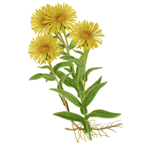Wildblumen Illustration, Ochsenauge (Buphthalmum salicifolium) - Ja! Natürlich