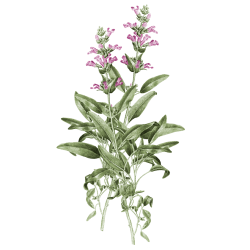 Wildblumen Illustration, Quirl-Salbei (Salvia verticillata) - Ja! Natürlich