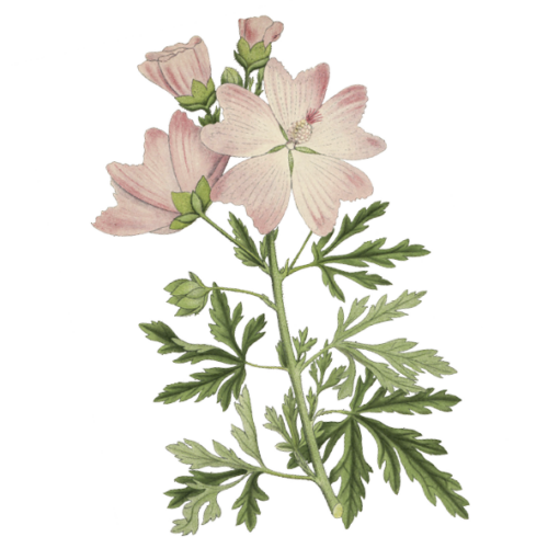 Wildblumen Illustration, Rosen-Malve (Malva alcea) - Ja! Natürlich