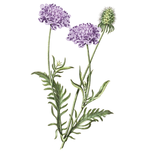 Wildblumen Illustration, Tauben-Skabiose (Scabiosa columbaria) - Ja! Natürlich