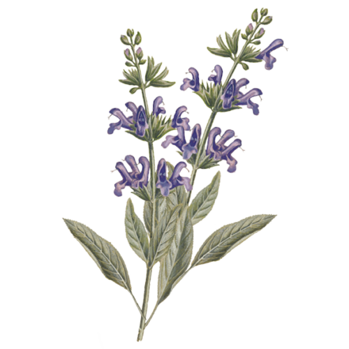Wildblumen Illustration, Wiesen-Salbei (Salvia pratensis) - Ja! Natürlich