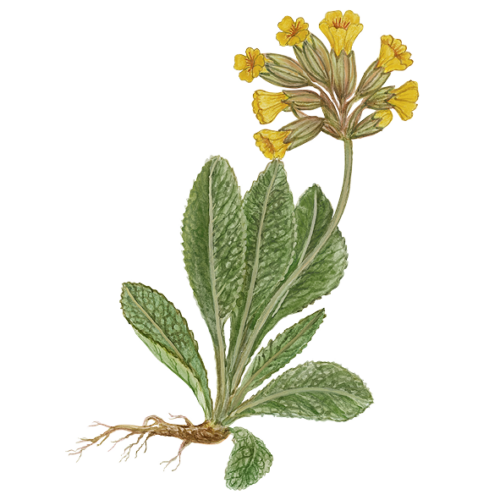Wildblumen Illustration, Wiesen-Schlüsselblume (Primula veris) - Ja! Natürlich