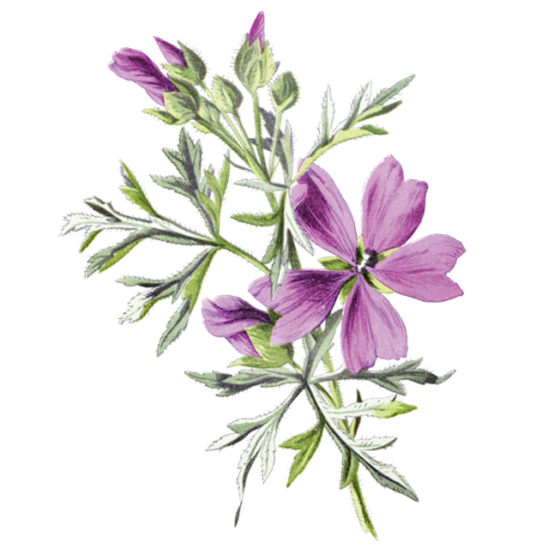 Wildblumen Illustration, Wilde Malve (Malva sylvestris) - Ja! Natürlich