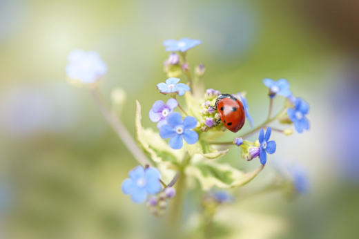 Marienkäfer auf einer Blume