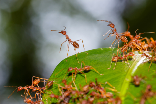 Ameisen krabbeln auf Blatt
