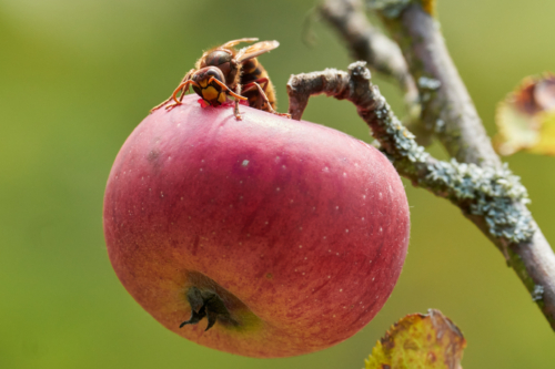 Hornisse auf einem roten Apfel