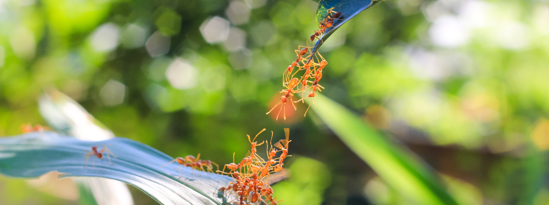 Ameisen auf einem Grashalm