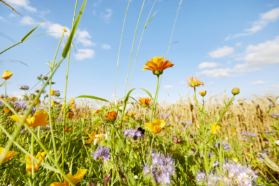 Wildblumen und hohes Gras auf einer Wiese.