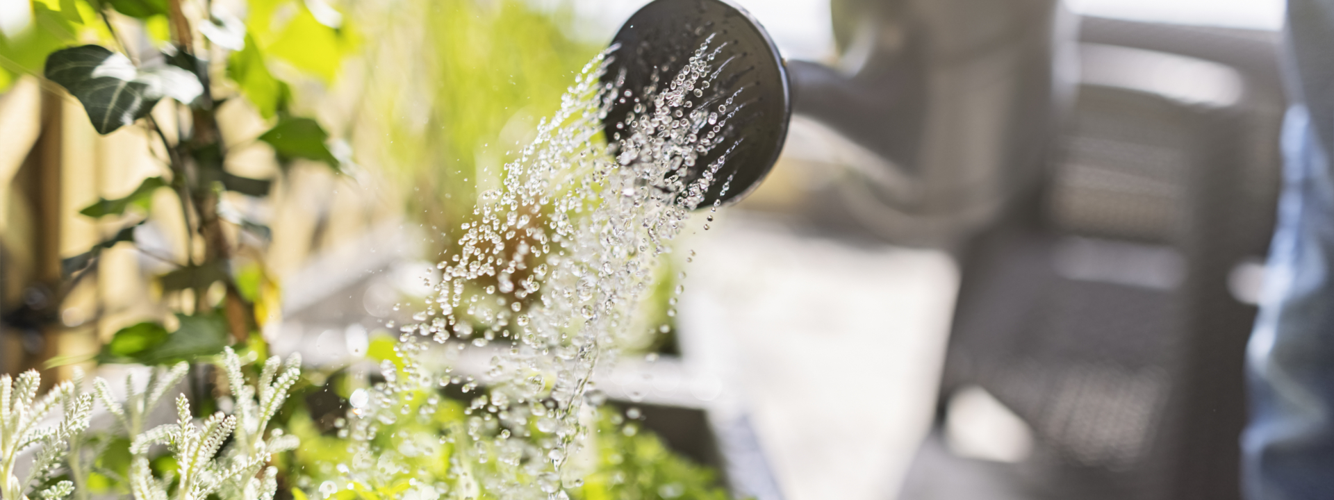 Jemand gießt Kräuter.