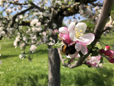 Eine Biene sammelt Nektar von einer rosa-weißen Blüte.