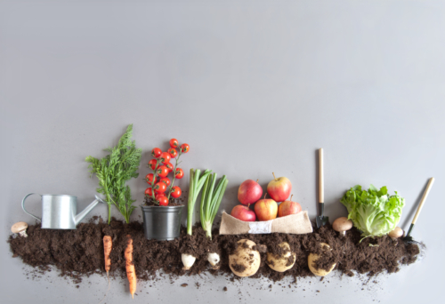 Bio-Gemüse und Obst auf Erde.