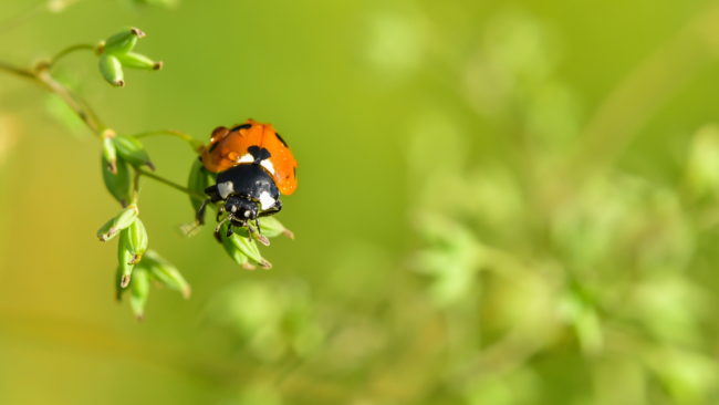 Ein Marienkäfer auf einem Ast.