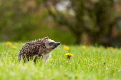 Ein Igel im Gras.