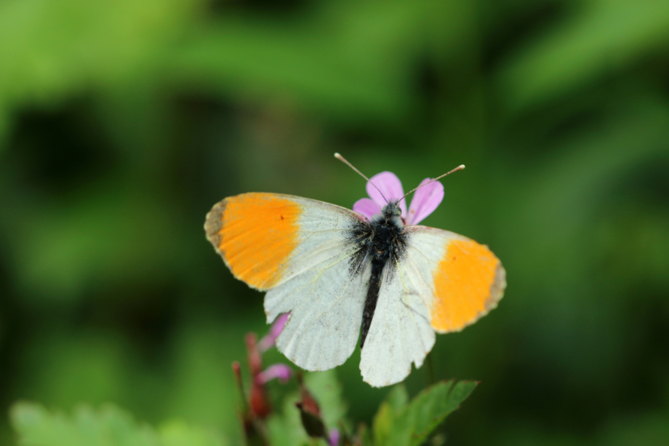 Streifzug durch die heimische Vielfalt – im Weingarten