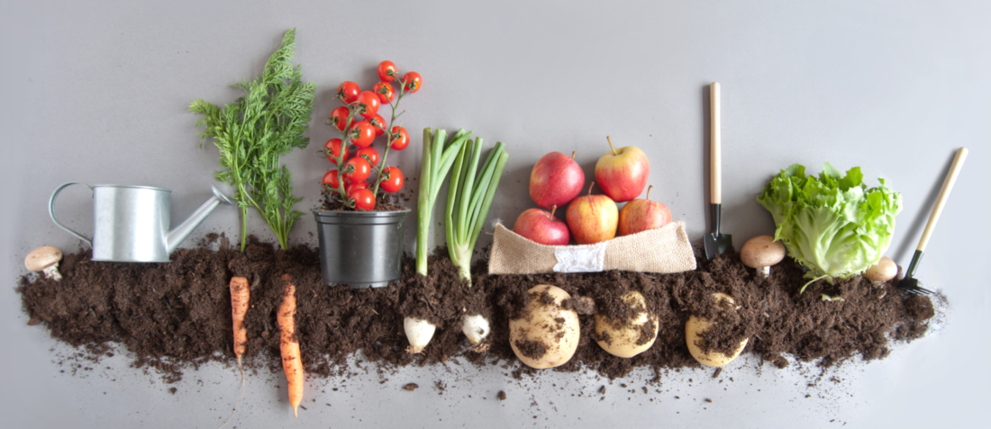 Bio ist besser: Warum ist ein gesunder Boden für uns Menschen so wichtig?
