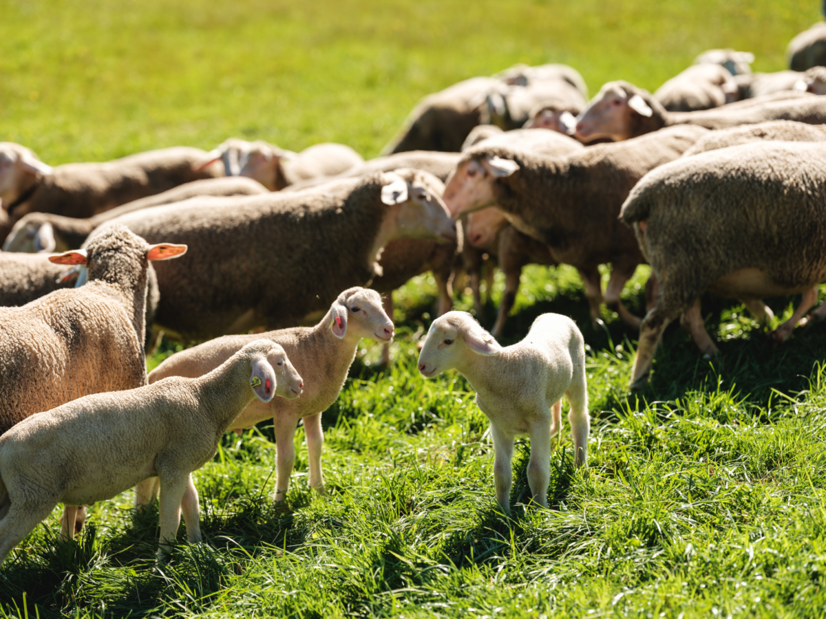 Familie Kudler züchtet Bio-Lamm