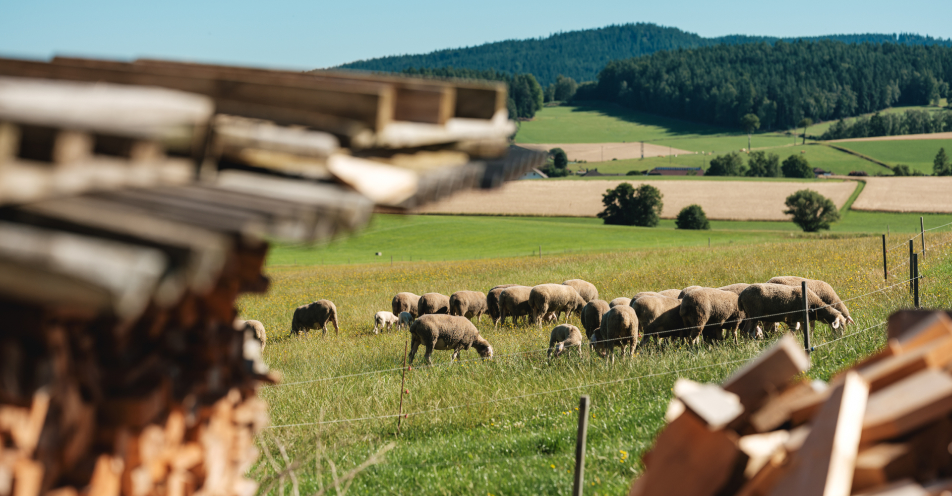 Familie Kudler züchtet Bio-Lamm