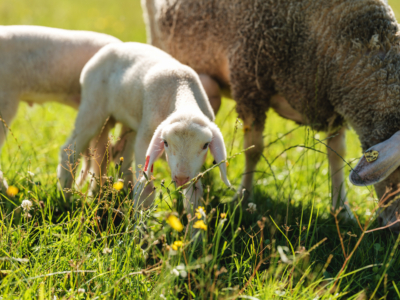 Familie Kudler züchtet Bio-Lamm