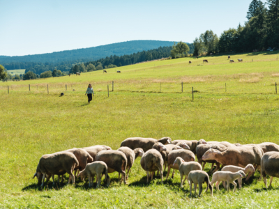 Familie Kudler züchtet Bio-Lamm