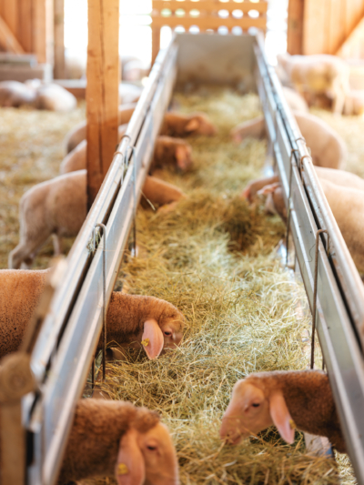 Familie Kudler züchtet Bio-Lamm