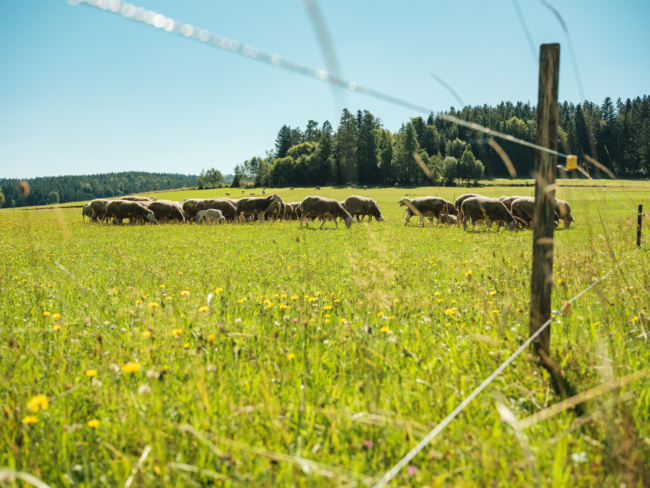Familie Kudler züchtet Bio-Lamm