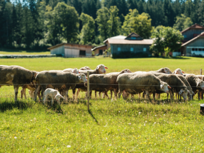 Familie Kudler züchtet Bio-Lamm