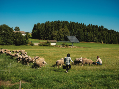Familie Kudler züchtet Bio-Lamm