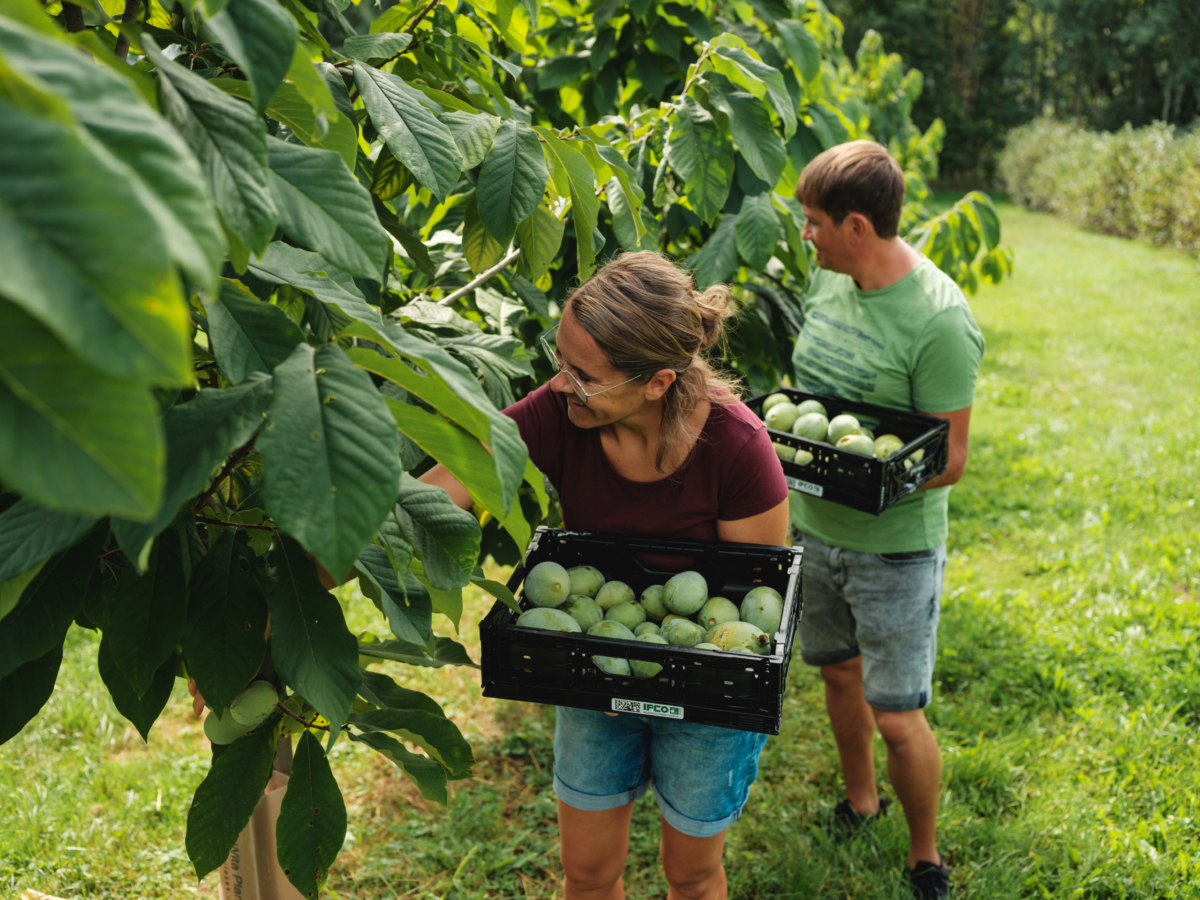 Familie Köck erntet Bio-Papau für Ja! Natürlich