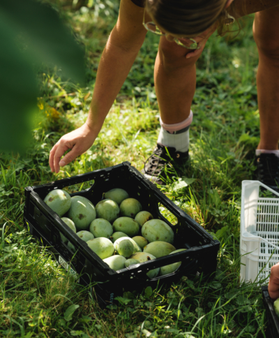 Kisten voller Bio-Papau stehen in der Wiese - Ja! Natürlich