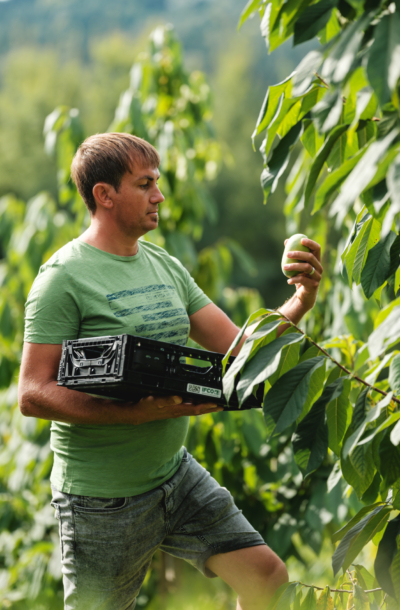 Martin Köck erntet Bio-Papau vom Baum für Ja! Natürlich