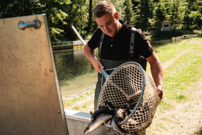 Bernhard Glück hat Bio-Bachsaiblinge mit dem Fischnetz gefangen- Ja! Natürlich