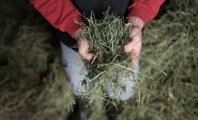 Jemand hält getrocknetes Heu.
