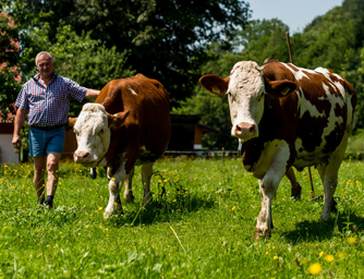Jemand geht mit Bio-Kühen.